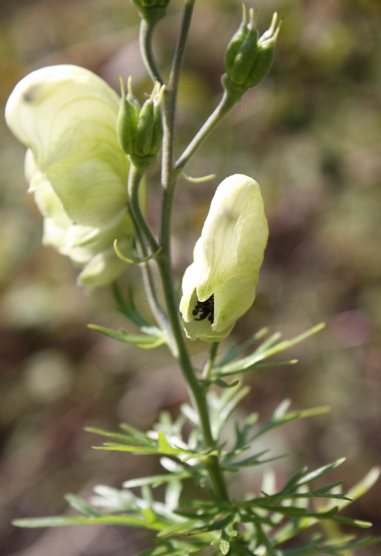 Изображение особи Aconitum anthoroideum.