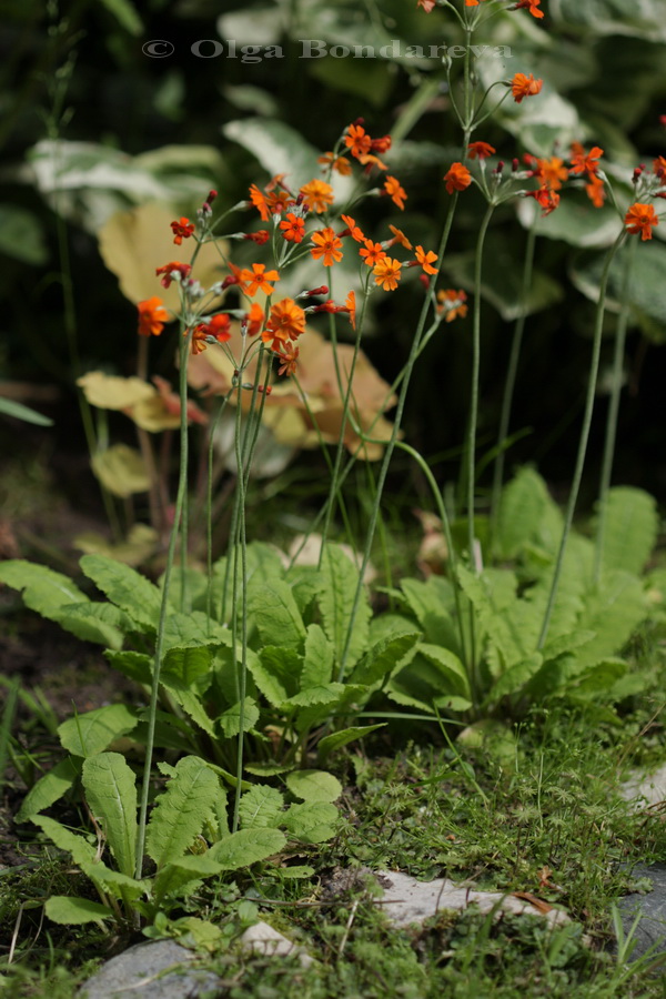 Изображение особи Primula cockburniana.