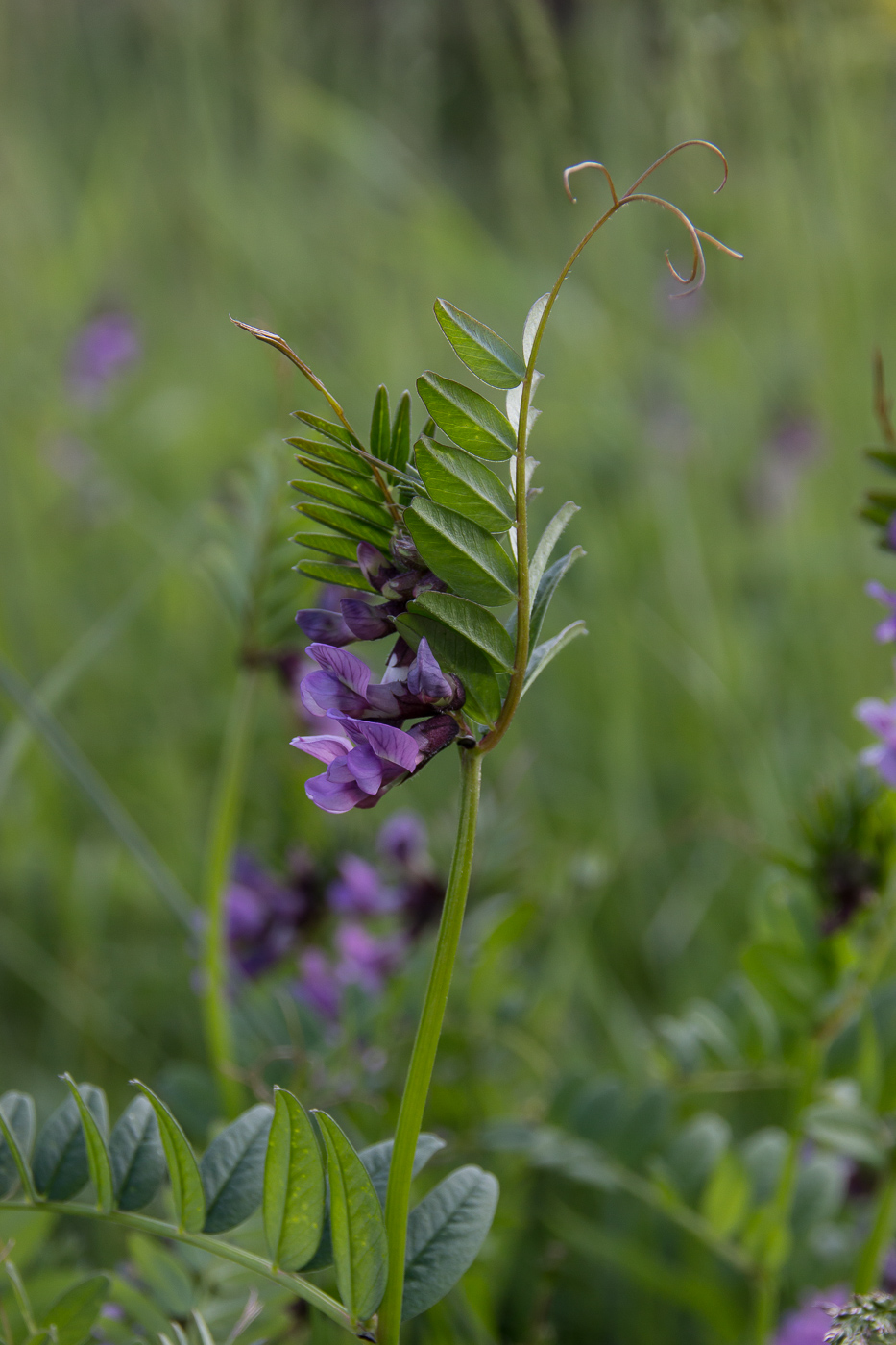 Image of Vicia sepium specimen.