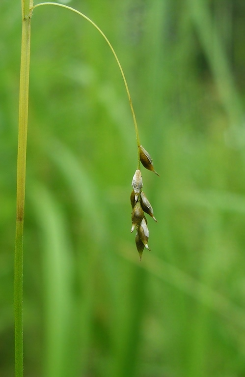 Изображение особи Carex capillaris.