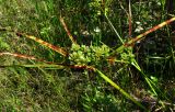 Cyperus eragrostis. Верхушка плодоносящего растения c поражёнными(?) листьями. Краснодарский край, Сочи, окр. Хосты, рудеральное место. 14.07.2015.