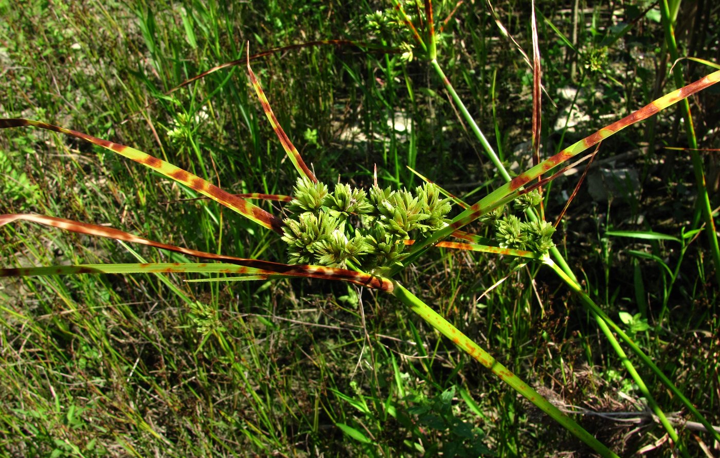 Изображение особи Cyperus eragrostis.