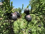 Juniperus turkestanica