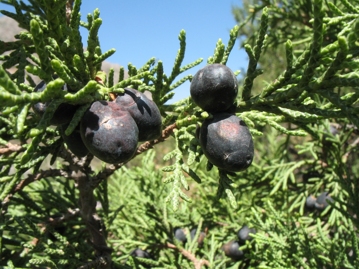 Image of Juniperus turkestanica specimen.