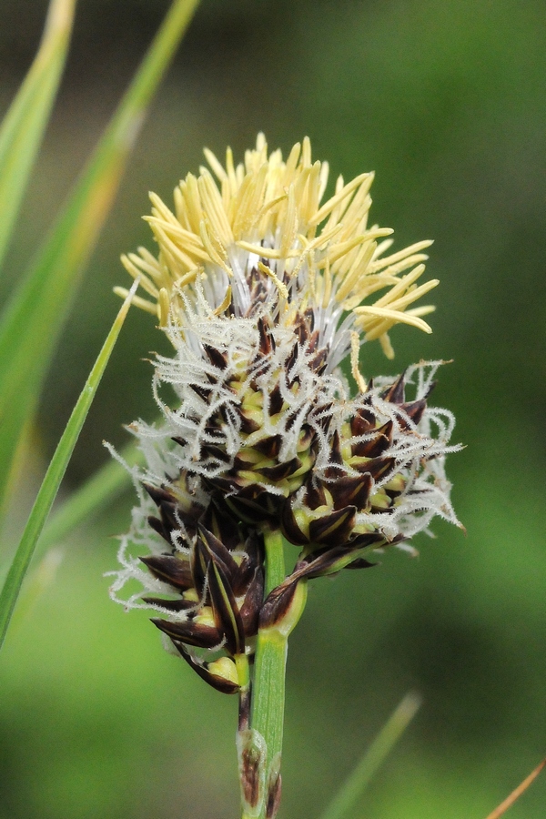 Изображение особи Carex melanantha.