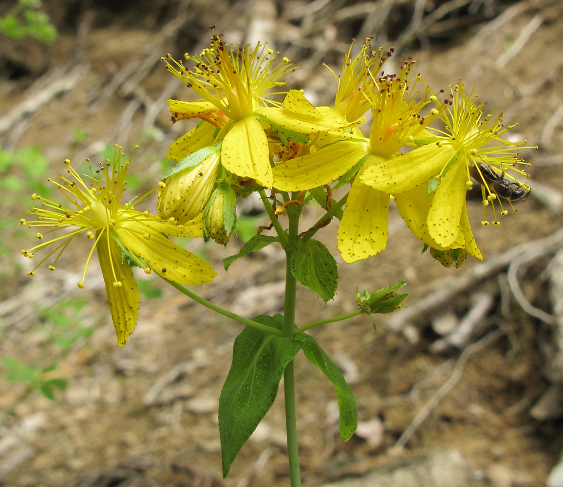 Изображение особи Hypericum maleevii.