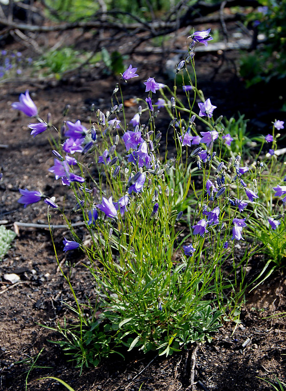 Изображение особи Campanula rotundifolia.