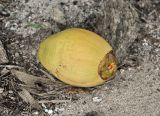 Cocos nucifera