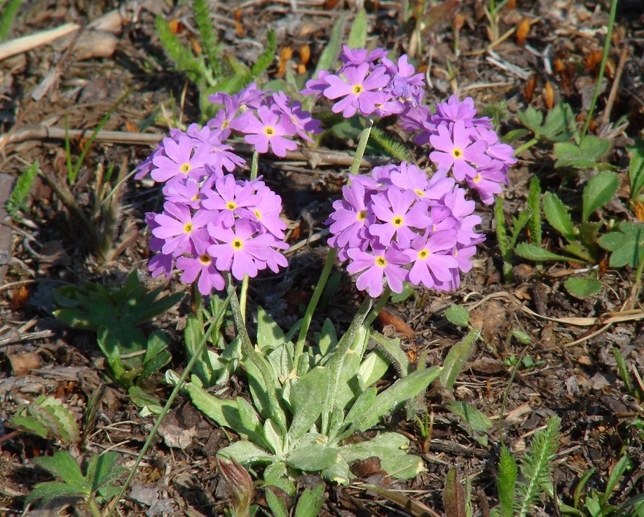 Изображение особи Primula farinosa.