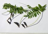 Vicia abbreviata