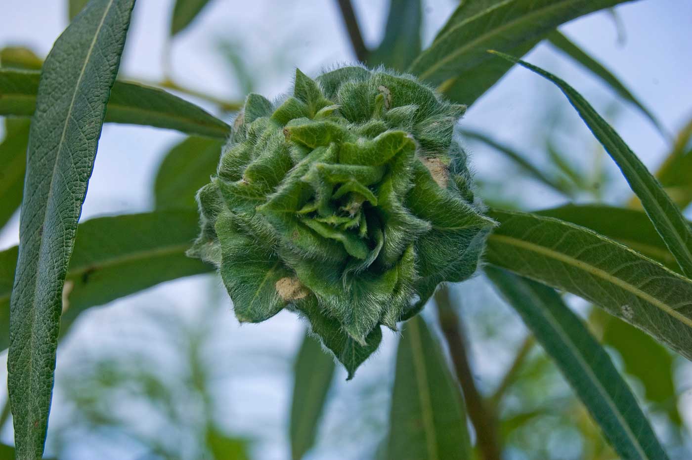 Image of Salix viminalis specimen.