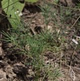 Asperula cynanchica