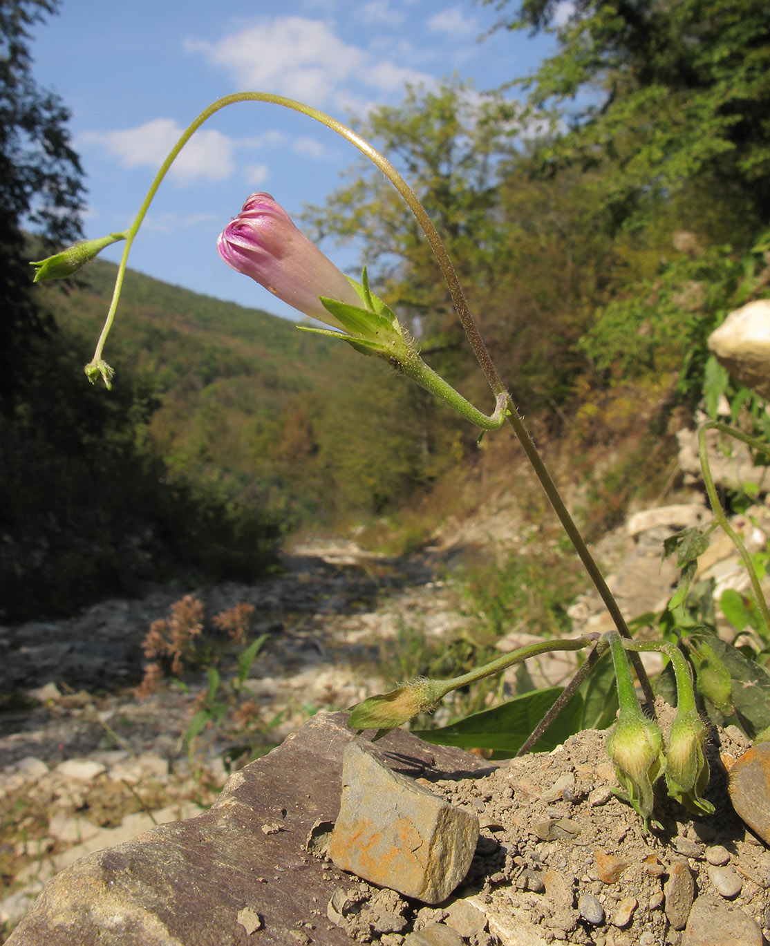 Image of Ipomoea purpurea specimen.
