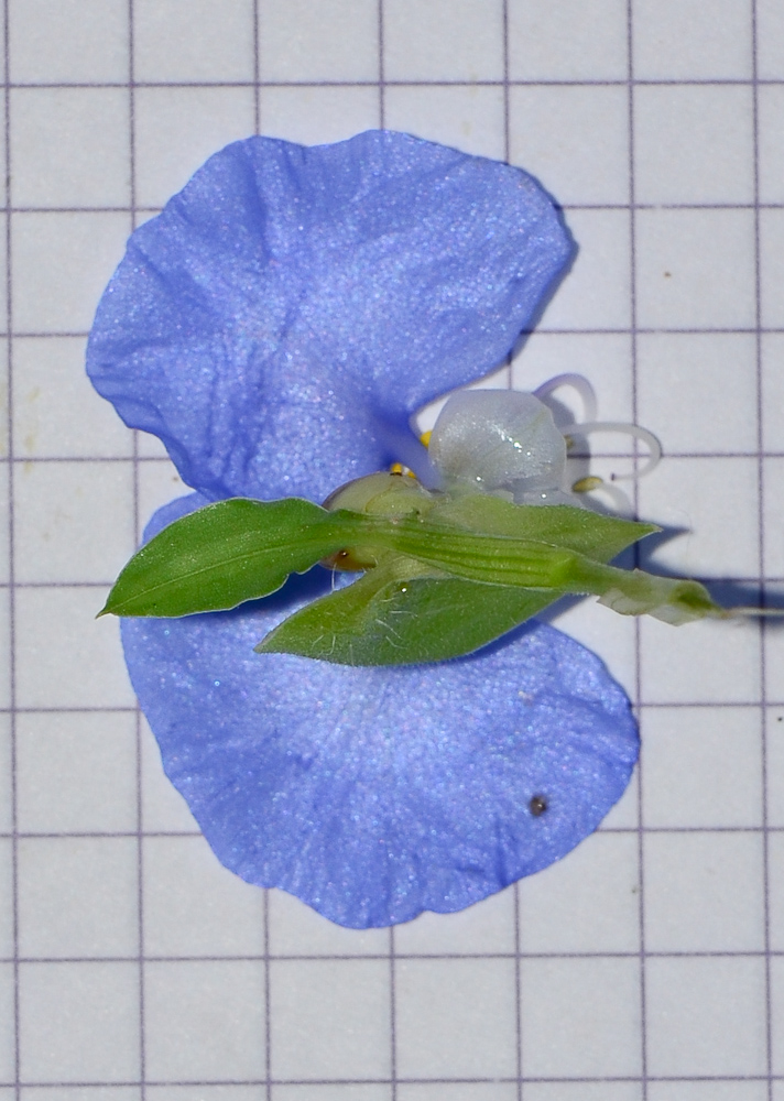 Изображение особи Commelina erecta.