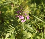 Pedicularis macrochila