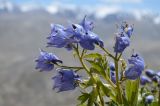 Delphinium brunonianum