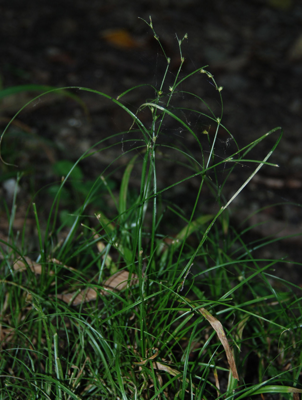 Изображение особи Carex remota.
