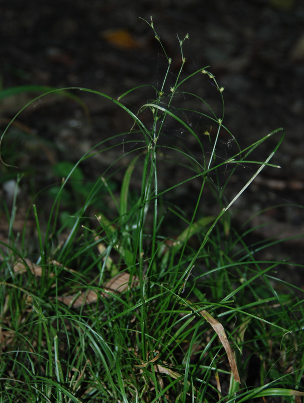 Image of Carex remota specimen.