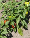 Capsicum annuum