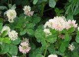 Trifolium hybridum. Верхушка цветущего растения. Якутия (Саха), территория г. Нерюнгри. 28.06.2008.