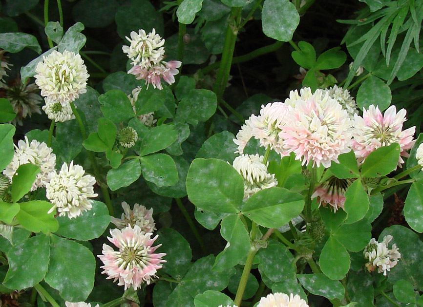 Изображение особи Trifolium hybridum.