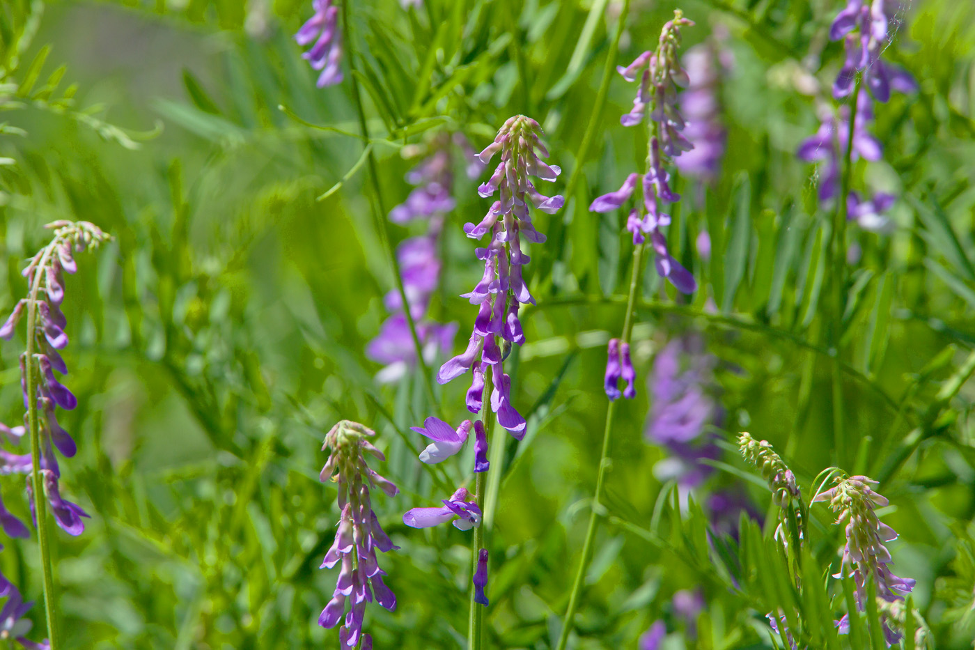 Изображение особи Vicia tenuifolia.