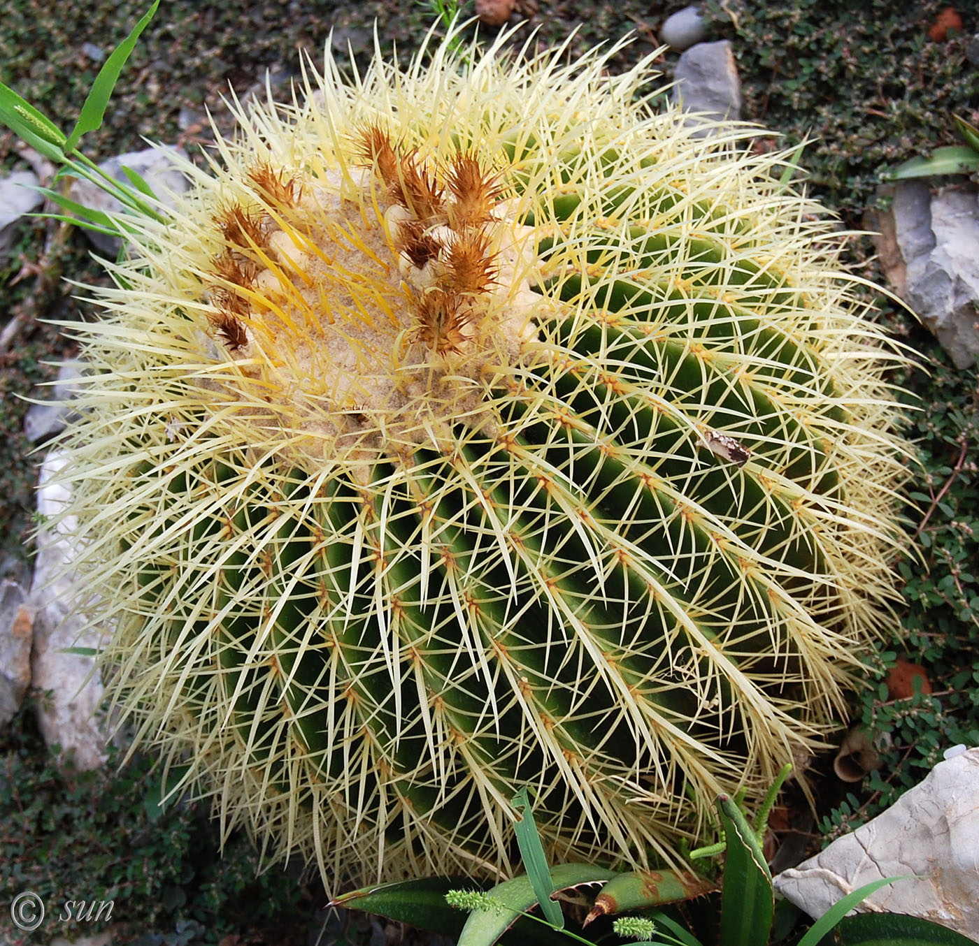 Изображение особи Echinocactus grusonii.