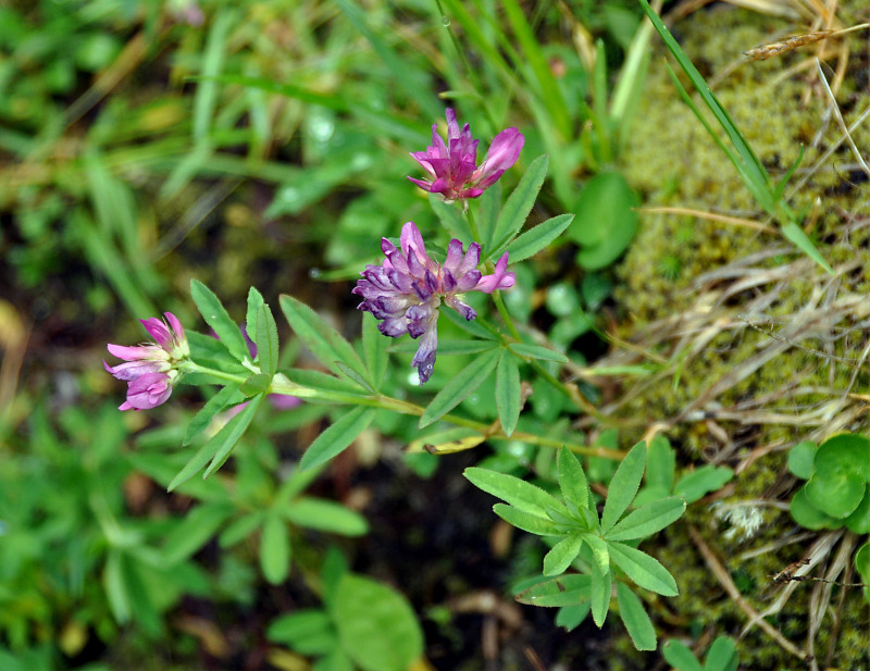 Image of Trifolium lupinaster specimen.