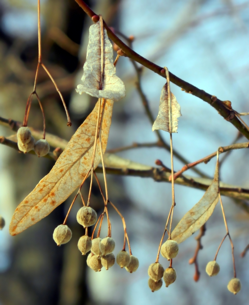 Image of Tilia platyphyllos specimen.