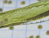 Image of taxon representative. Author is Татьяна Мальчинская