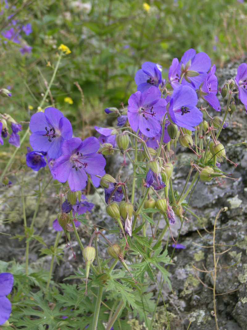 Image of Geranium ruprechtii specimen.
