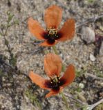 Papaver nigrotinctum