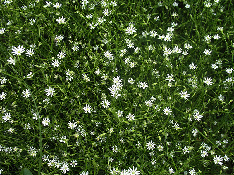 Image of Stellaria graminea specimen.