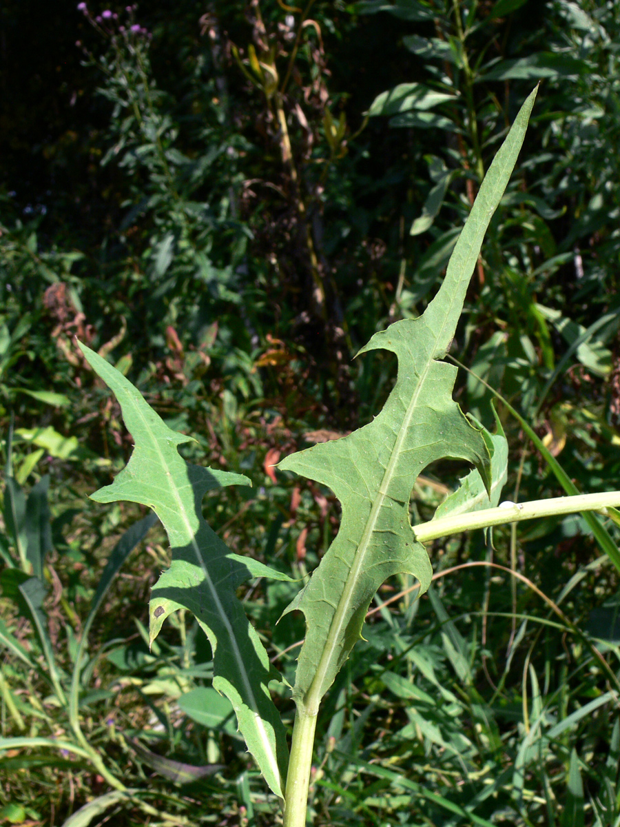 Изображение особи Lactuca tatarica.