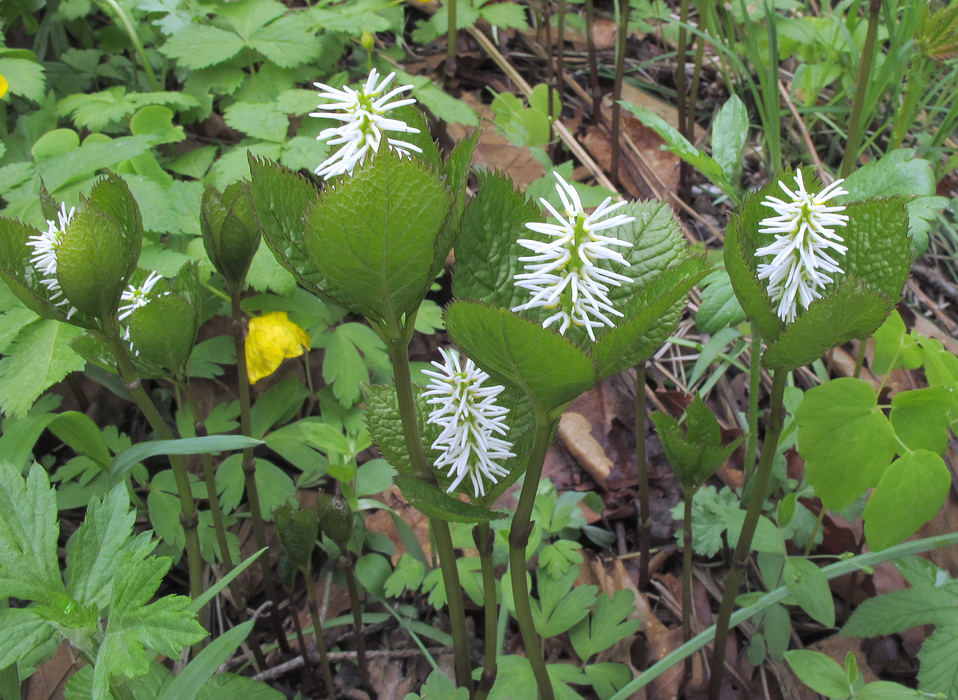 Изображение особи Chloranthus quadrifolius.