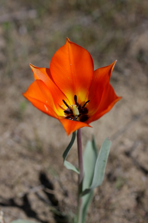 Изображение особи Tulipa lehmanniana.