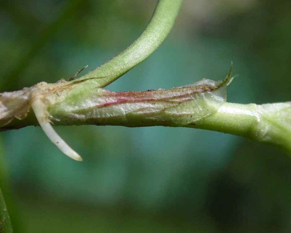 Image of Trifolium repens specimen.