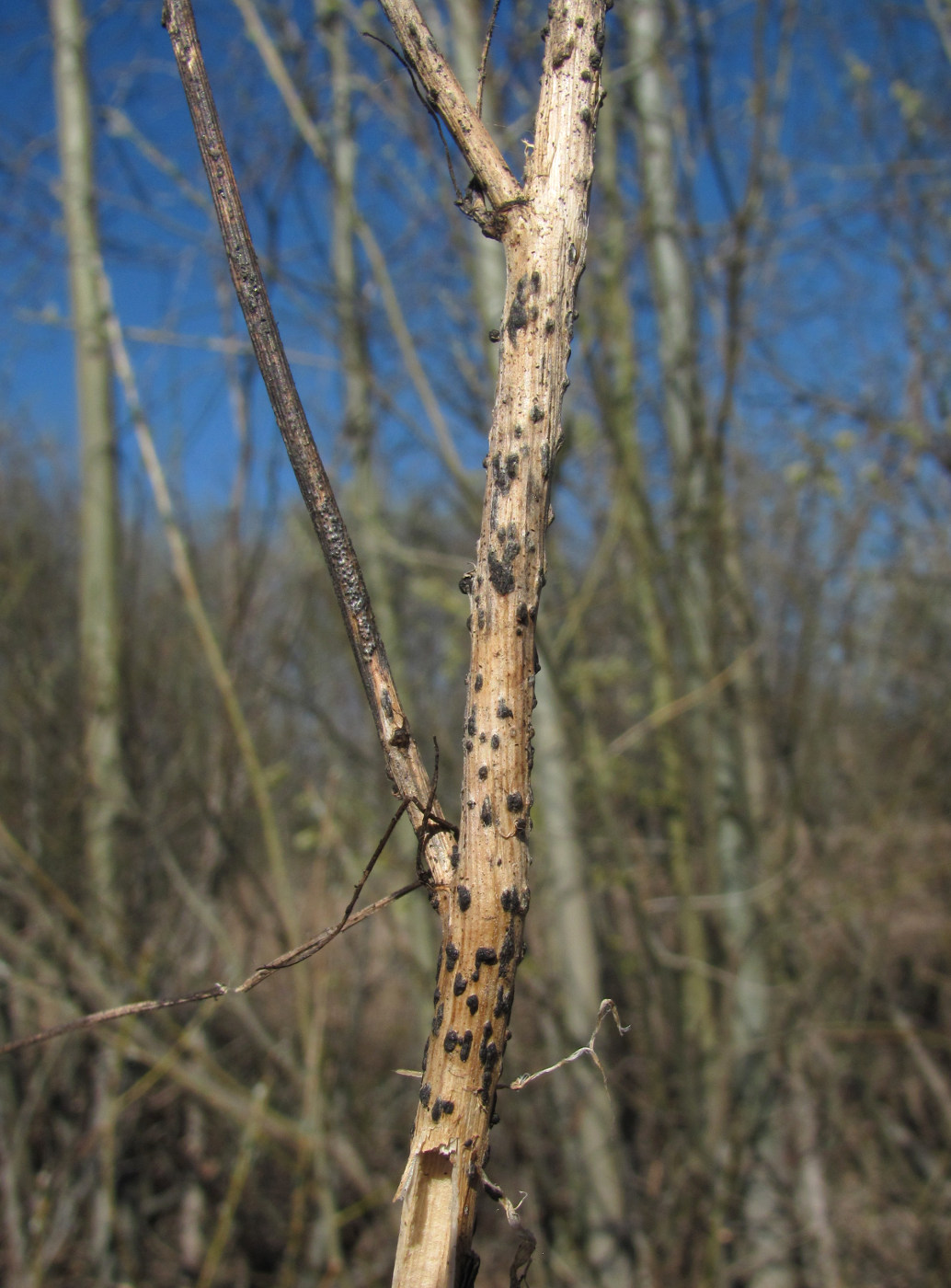 Image of Melilotus albus specimen.