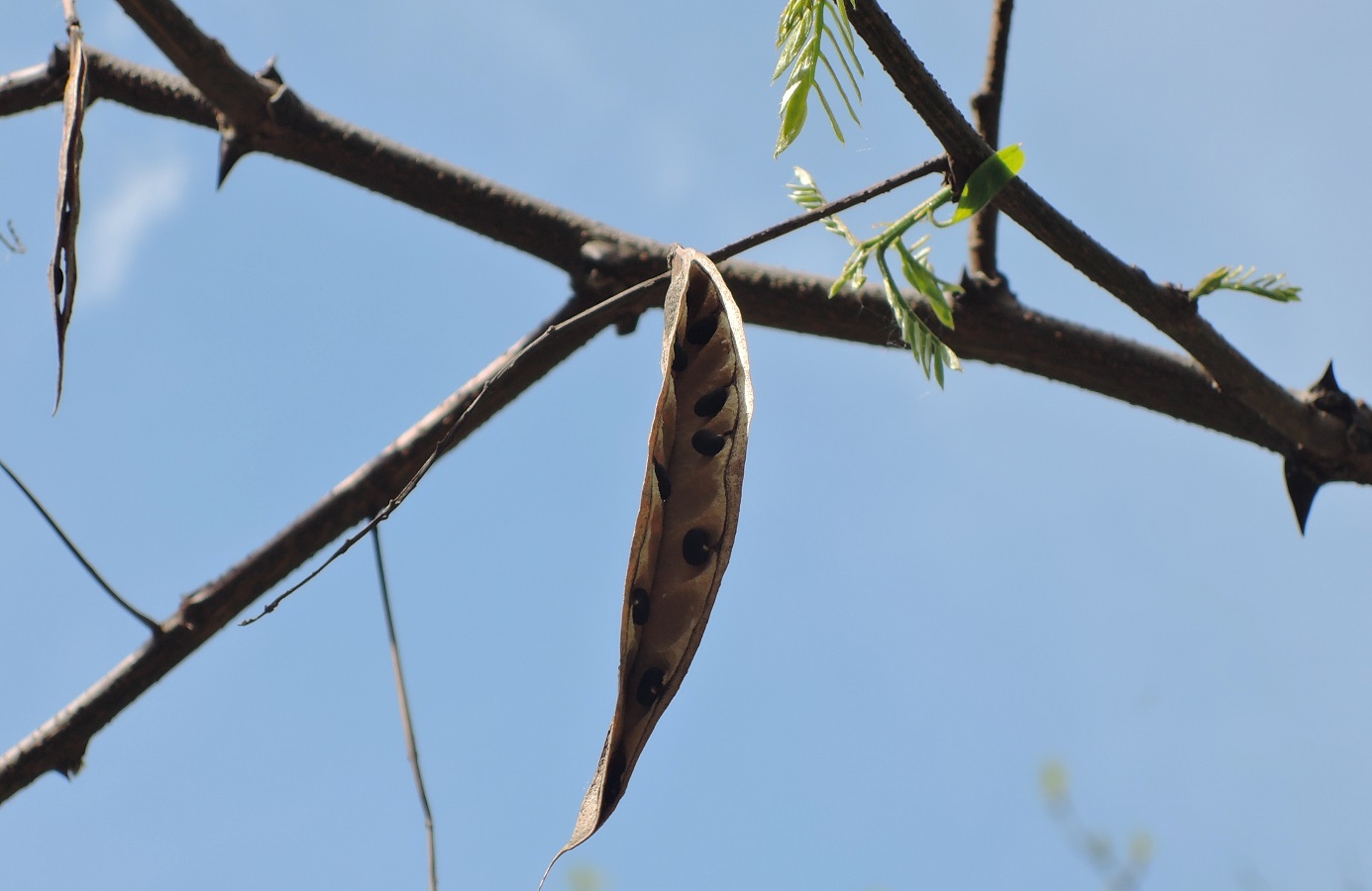 Image of Robinia pseudoacacia specimen.