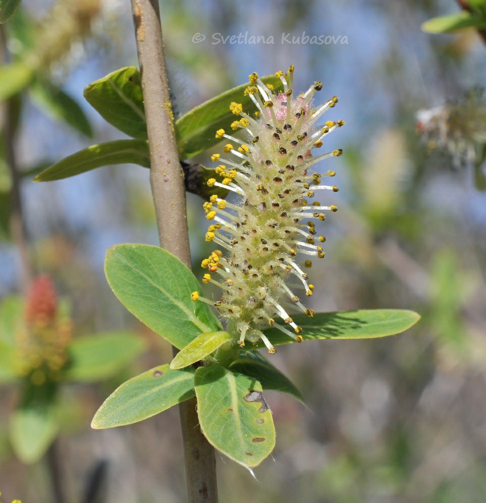 Image of Salix kochiana specimen.