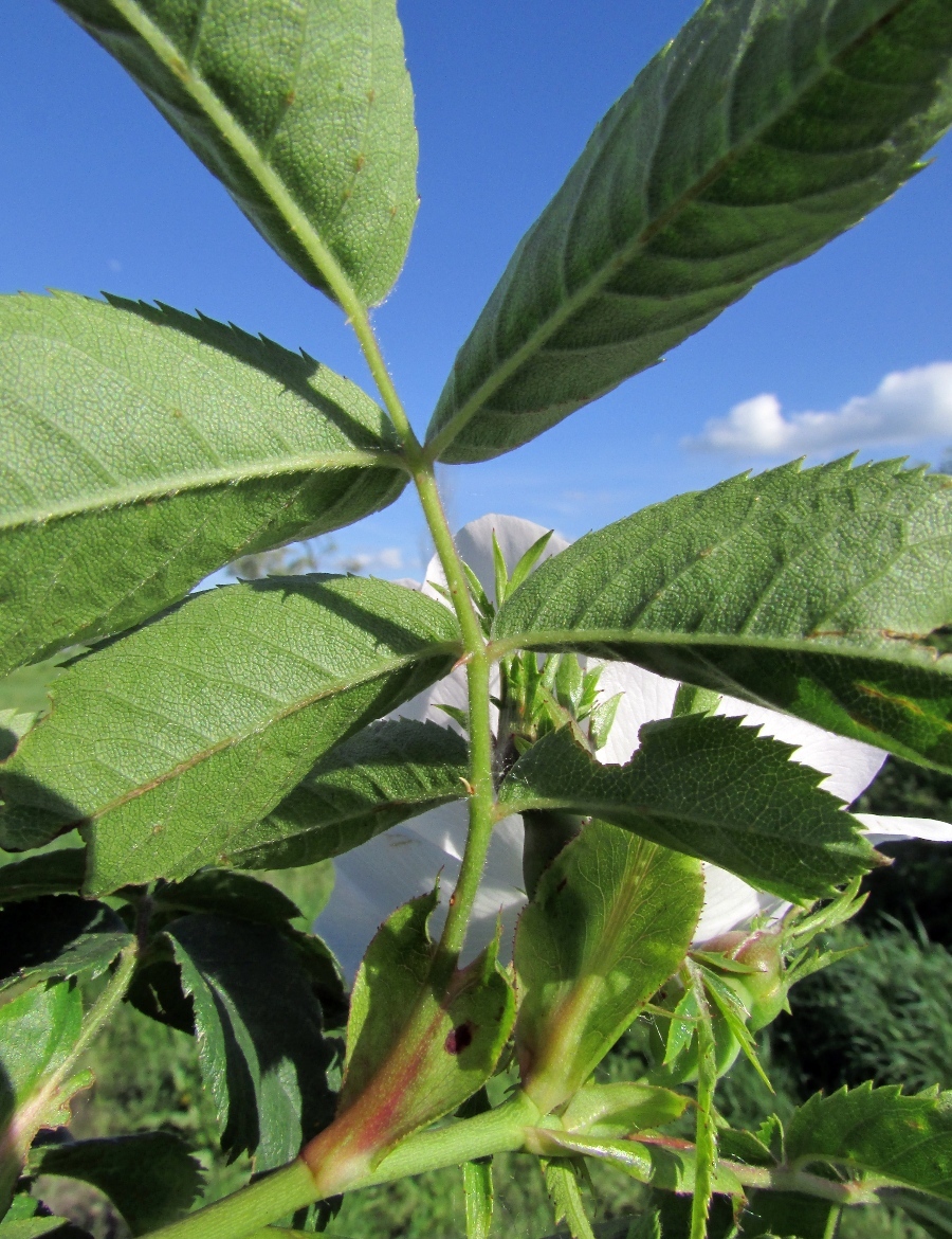 Image of Rosa corymbifera specimen.