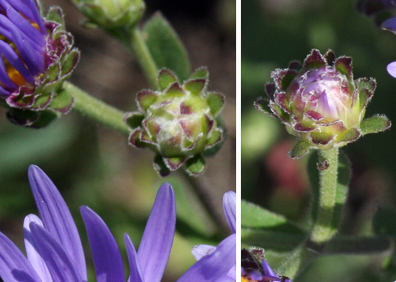 Image of Aster amellus specimen.