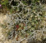 Lomelosia porphyroneura. Плодоносящие растения под ветками Noaea mucronata. Израиль, нагорье Негев, окр. киббуца Сде Бокер, склон южной экспозиции. 20.04.2015.