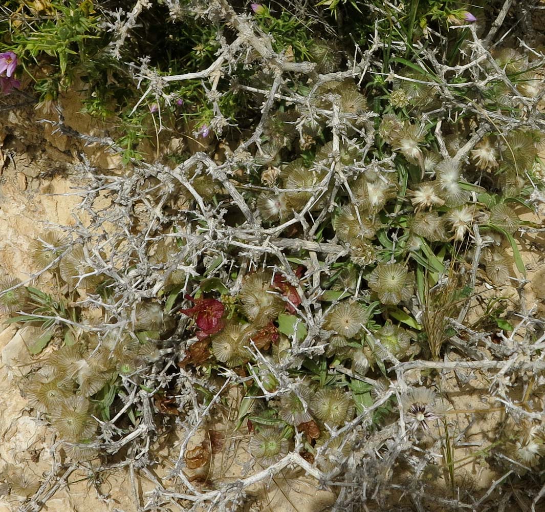 Image of Lomelosia porphyroneura specimen.