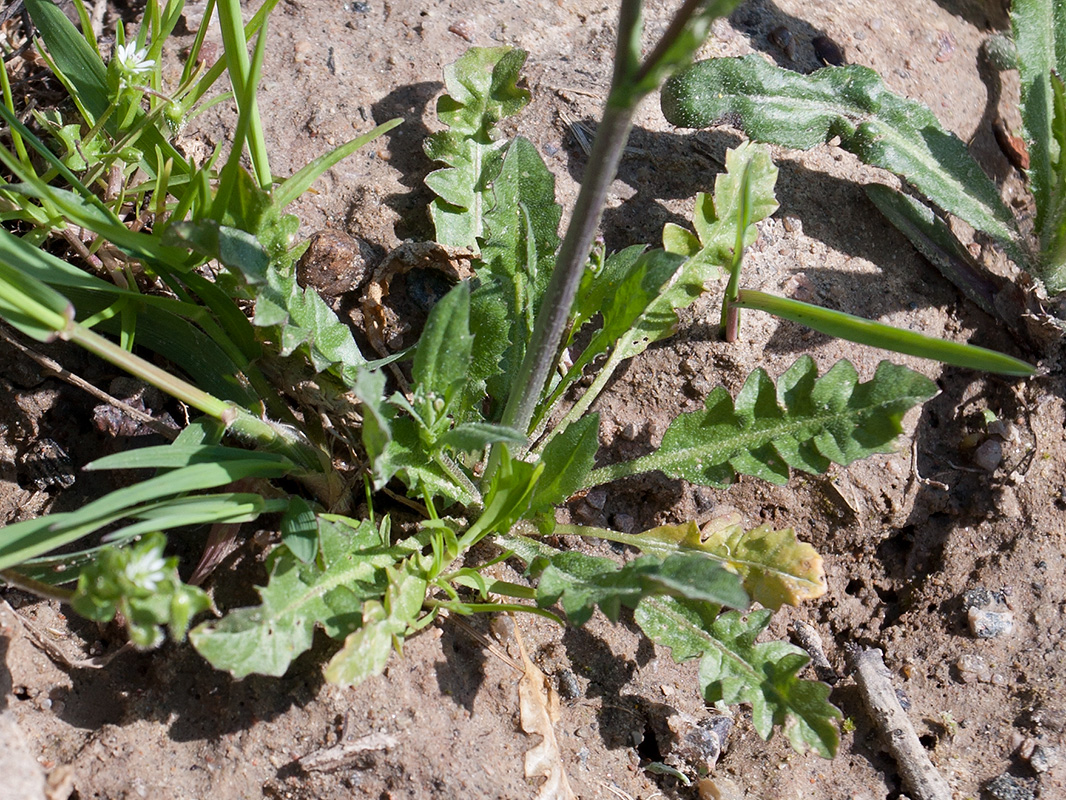 Image of Capsella bursa-pastoris specimen.