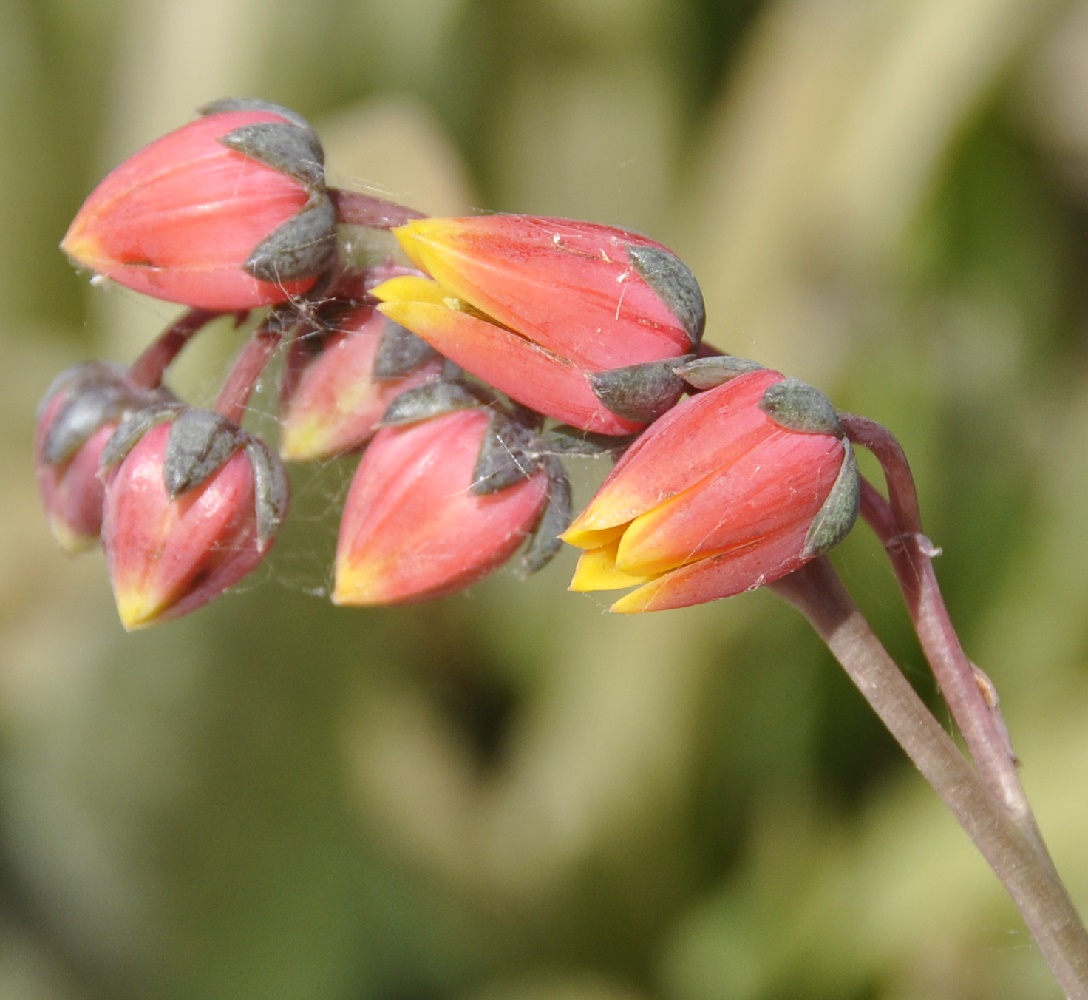 Изображение особи Echeveria purpusorum.