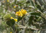 Phlomis fruticosa