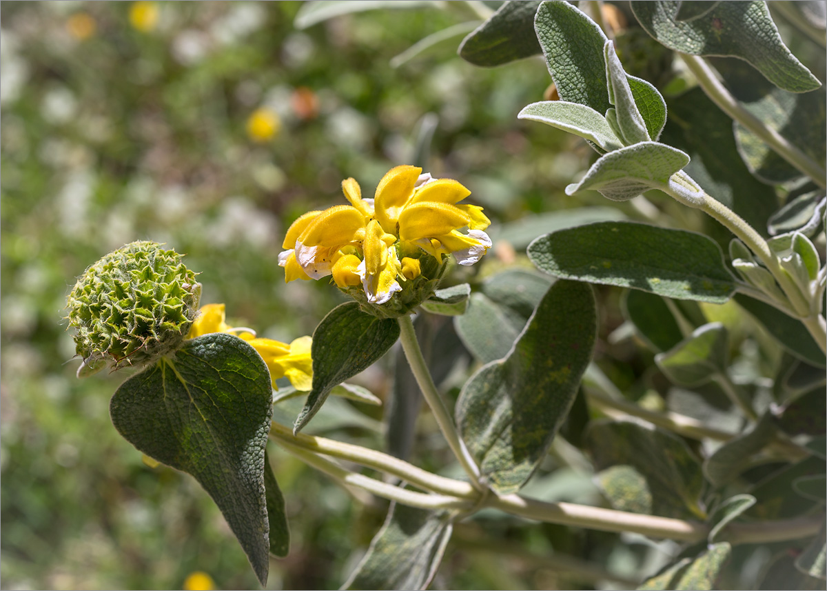 Изображение особи Phlomis fruticosa.