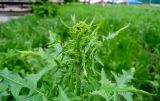 Sisymbrium loeselii. Верхушка растения с формирующимся соцветием. Москва, Новогиреево, ул. Кусковская, газон, сорное. 19.05.2015.