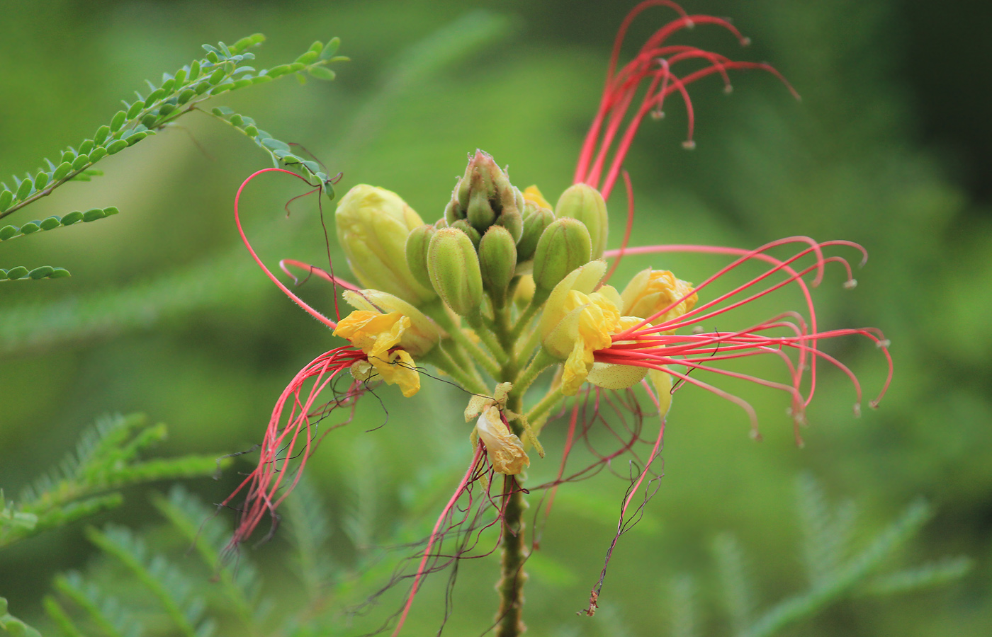 Изображение особи Caesalpinia gilliesii.